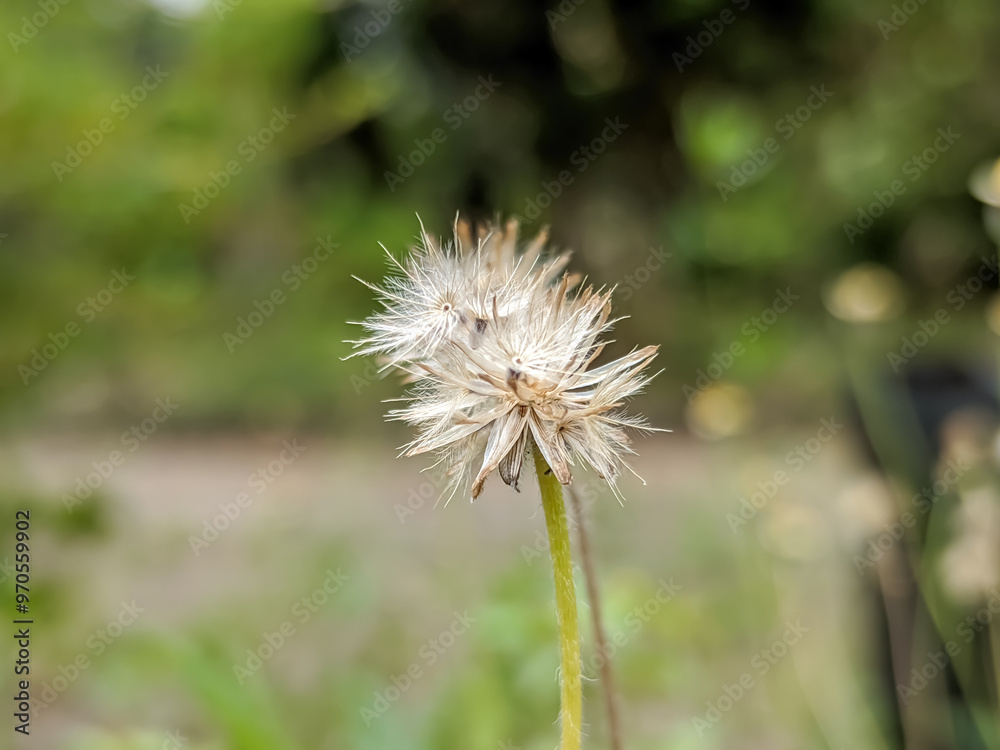 The close-up of the Scorzonera parviflora showcases its unique form. The slender stem supports a cluster of dainty flowers. Its slender petals, a soft shade. The close-up of the Scorzonera parviflora showcases its unique form. The slender stem supports a cluster of dainty flowers. Its slender petals, a soft shade.