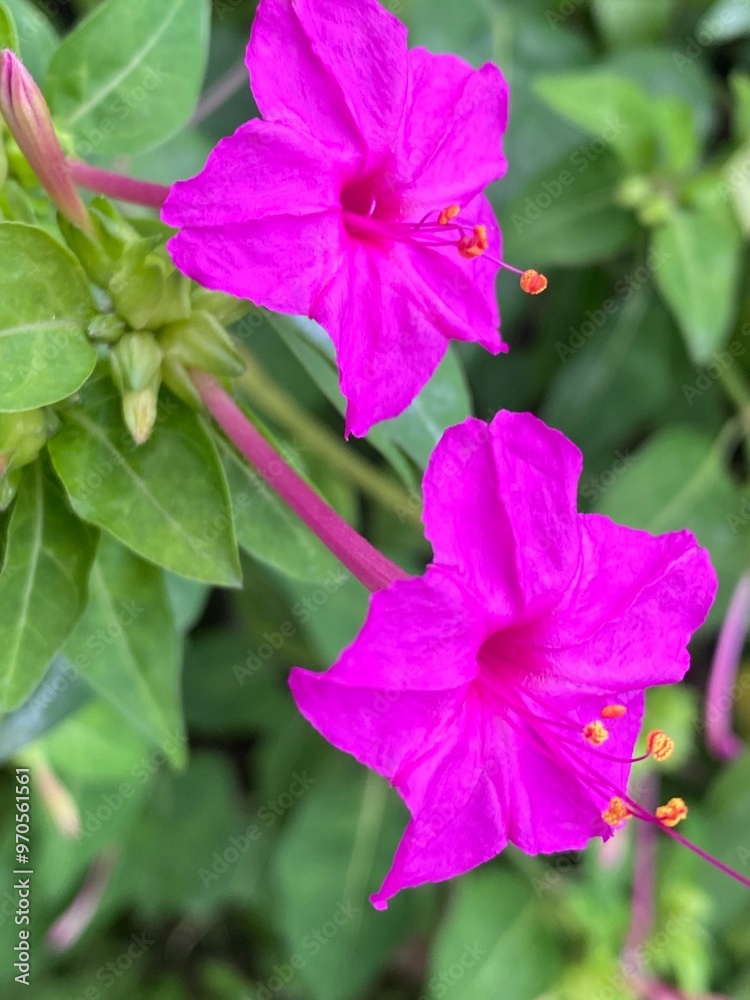 flowers,red,yellow,plants,moth flowers,red,yellow,plants,moth