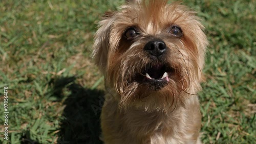 Adorable cute Yorkshire Terrier dog, looking at the camera and then barking. Close up on face. Slow motion.
