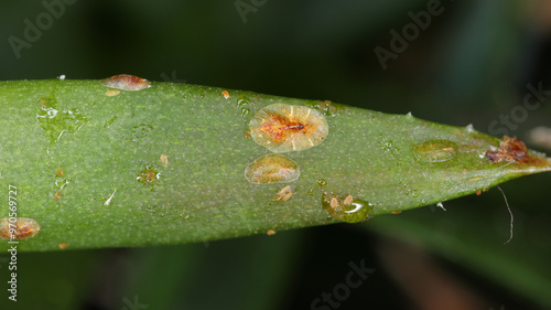 Brown soft scale, Coccus hesperidum, a cosmopolitan distribution and feeds on many different host plants. It is an agricultural pest of citrus and commercial greenhouse crops. On aloe in a pot. photo