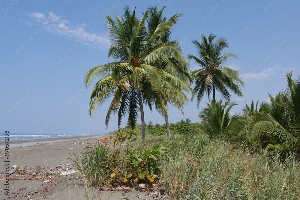 Palmen am Strand in Quepos Costa Rica Palmen am Strand in Quepos Costa Rica