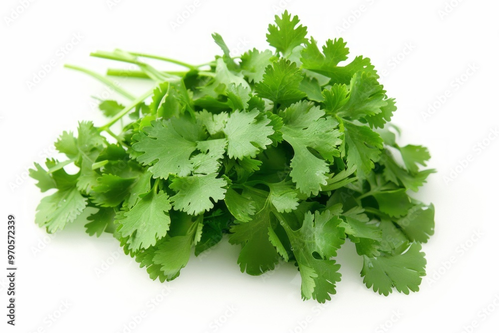 A fresh Cilantro isolated on white A fresh Cilantro isolated on white