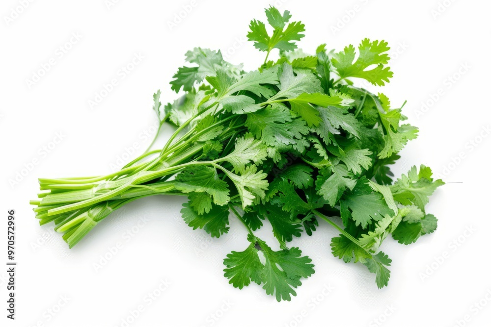 A fresh Cilantro isolated on white A fresh Cilantro isolated on white