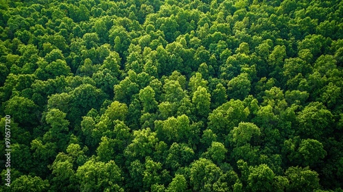 Dense forests being restored through reforestation, highlighting the importance of conserving nature and promoting biodiversity.