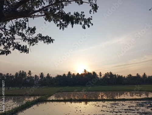 Sunset over a flooded rice paddy with palm trees photo