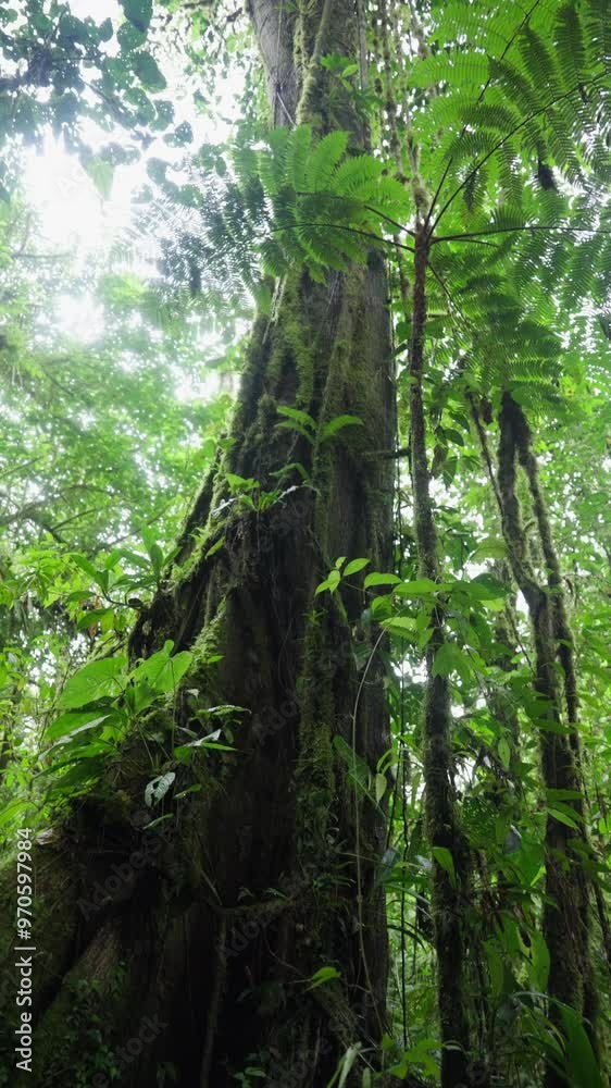 Árbol cubierto de musgo y bejucos en la selva tropical con mucha vegetación y helechos