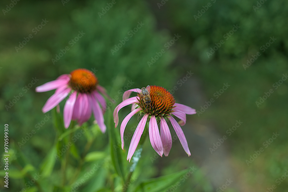 Obraz premium A bee sits on the spiky orange center of a graceful purple coneflower. The interaction of the bee with the flower and the delicate beauty of nature in the garden creates a tranquil, harmonious scene.