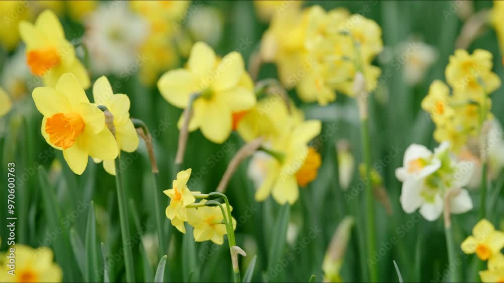 Explore and discover the breathtaking and stunning display of beautiful daffodils at the iconic Keukenhof Park located in Amsterdam, which showcases springs vibrant colors and natural beauty Explore and discover the breathtaking and stunning display of beautiful daffodils at the iconic Keukenhof Park located in Amsterdam, which showcases springs vibrant colors and natural beauty