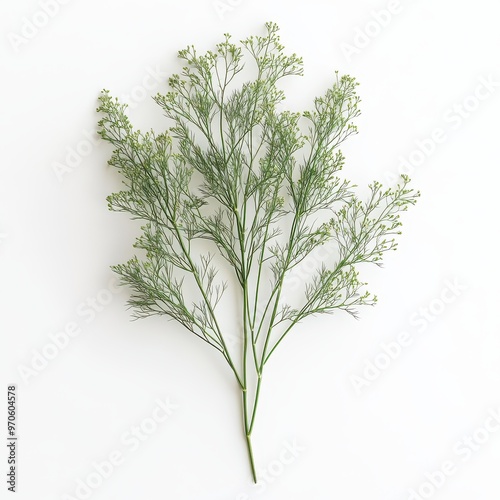 Dill on white background