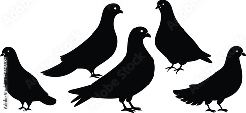 silhouettes of pigeons in various poses vector illustration silhouette, Print