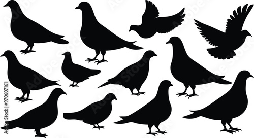silhouettes of pigeons in various poses vector illustration silhouette, Print