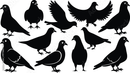 silhouettes of pigeons in various poses vector illustration silhouette, Print