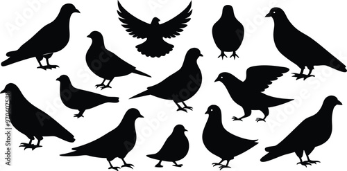 silhouettes of pigeons in various poses vector illustration silhouette, Print