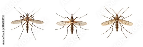 Collection of mosquito isolated on transparent background. Generated ai