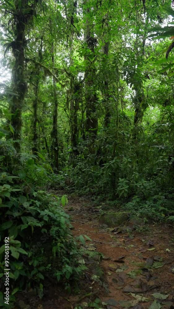 Sendero en medio del bosque tropical rodeado de mucha vegetación Sendero en medio del bosque tropical rodeado de mucha vegetación
