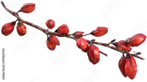 A dried goji berry branch with a transparent background. photo