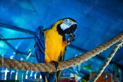 Blue and yellow macaw parrot eats grain sitting in aviary. Holds food in paw. Close-up side view. Enjoys food. Concept of kaif of life. Gets pleasure. Closed eyes. Bird in ecstasy photo