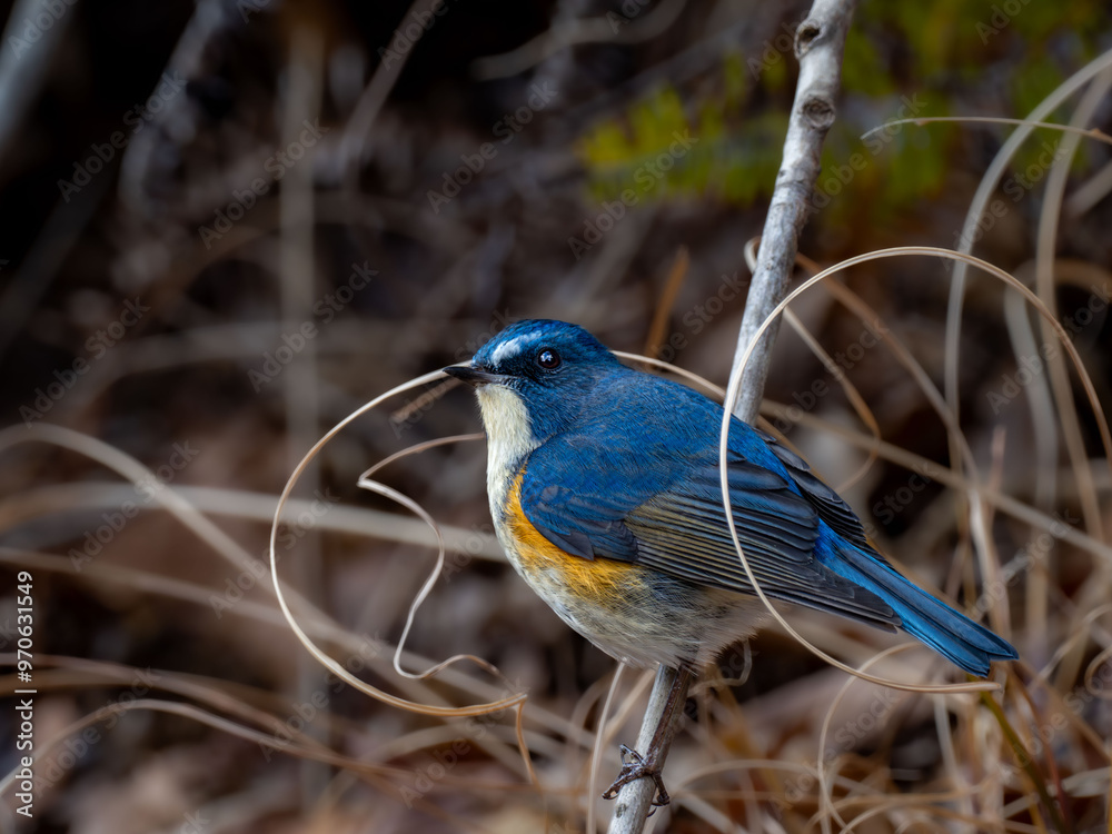 Obraz premium 森の中の暗い木陰で周りを見渡しているルリビタキの雄