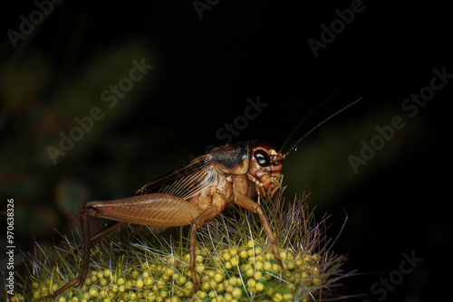 Cricket, macro of cricket on green leaf , cricket on stick,  in rain season 