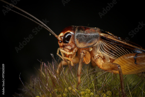 Cricket, macro of cricket on green leaf , cricket on stick,  in rain season 