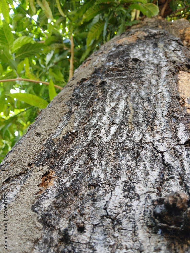large mango tree trunk with aesthetic old bark large mango tree trunk with aesthetic old bark