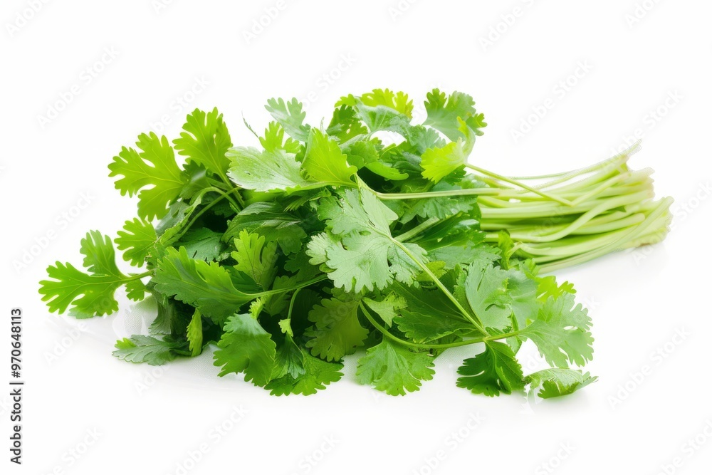 A fresh Coriander and Coriander Power isolated on white A fresh Coriander and Coriander Power isolated on white