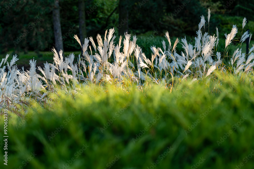 Close-up of the sunlit feathers of the Miscanthus ornamental grass. Natural colors. Miscanthus sinensis..Blurry green in the foreground.