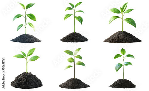 Young green plant saplings growing from soil in different stages isolated on transparent background photo