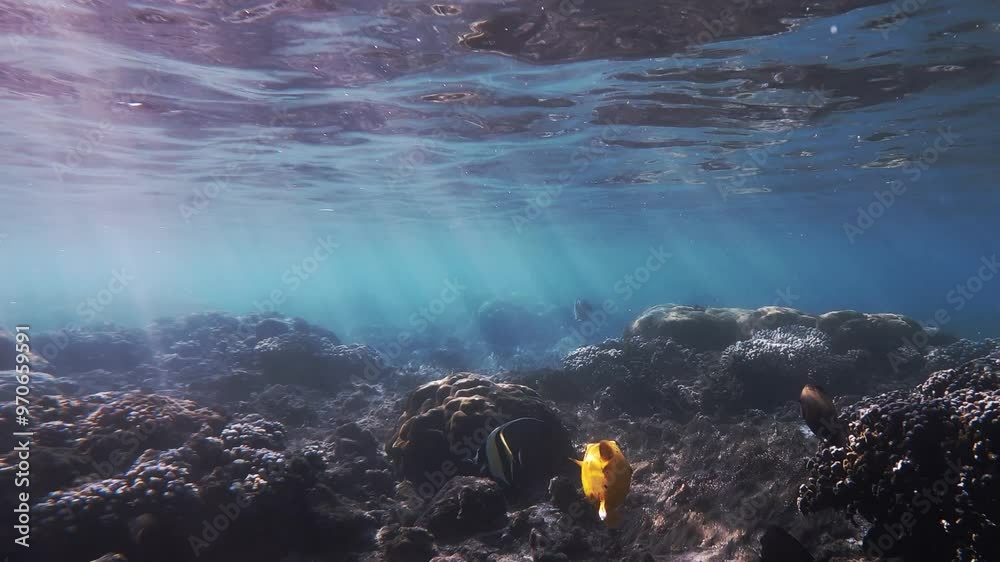 Poisson ballon jaune évoluant dans un lagon sous des raies de lumière traversant la surface de l'eau