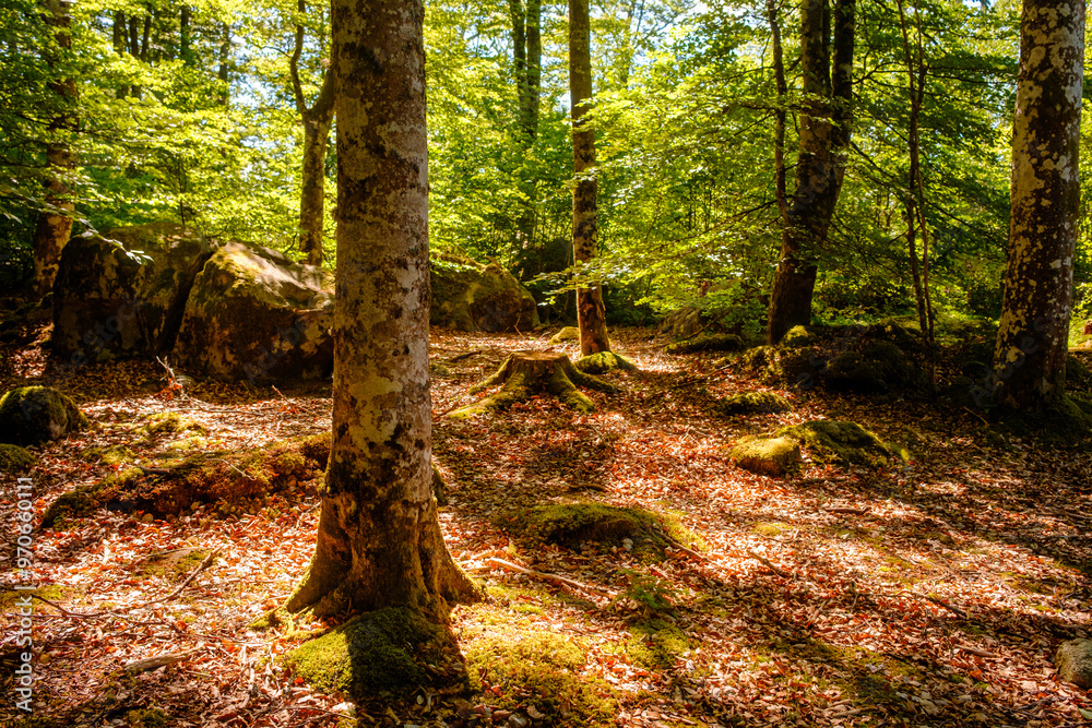Waldboden mit bemoosten Steinen im Wald. Nationalpark Harz Waldboden mit bemoosten Steinen im Wald. Nationalpark Harz