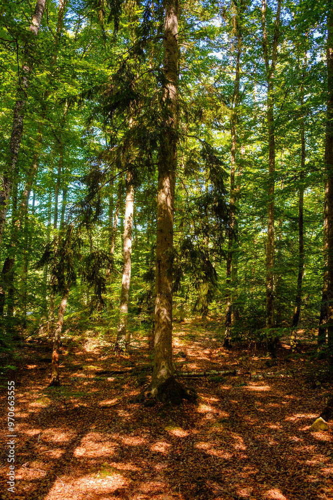 Obraz premium Kräftig grün leuchtender Wald im Nationalpark Asnen in Schweden