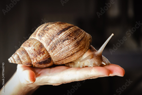 The big Achatina snail on the hand. Unusual pet. High quality photo photo