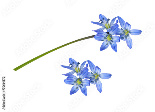 Set of Blue scilla flower i...