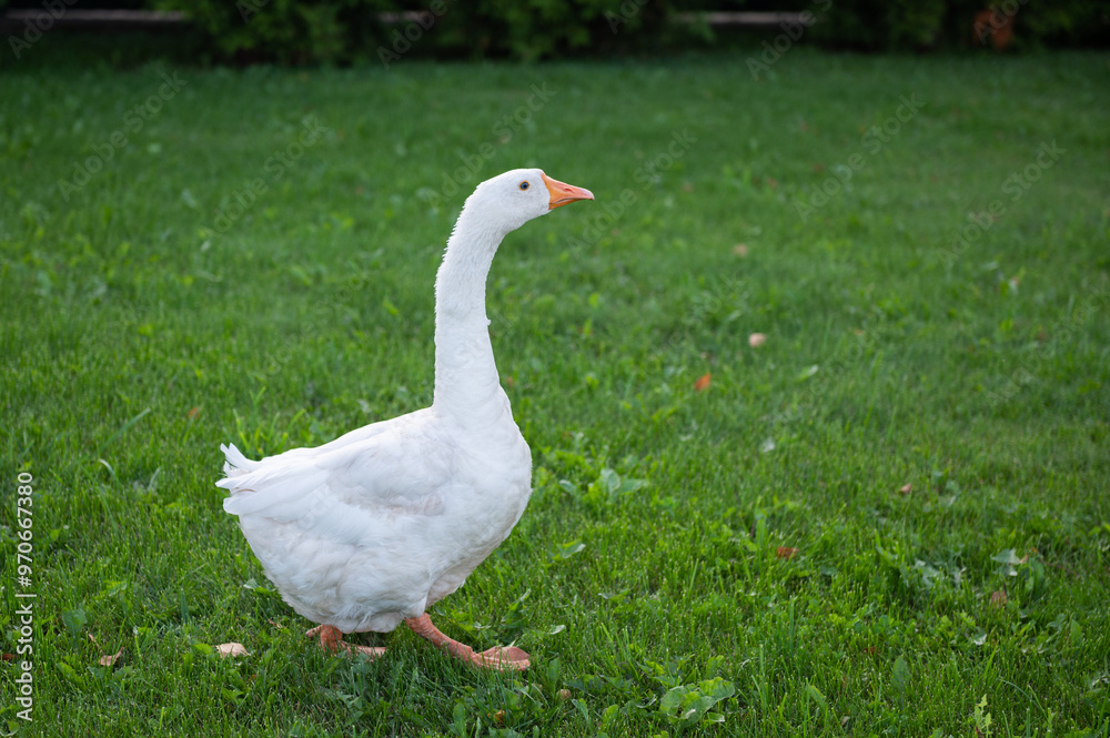 funny bird white goose walks in the summer on a green lawn in nature on a farm. High quality photo funny bird white goose walks in the summer on a green lawn in nature on a farm. High quality photo