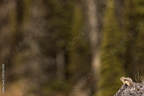 Golden mantled ground squirrel with light snow falling in the background photo