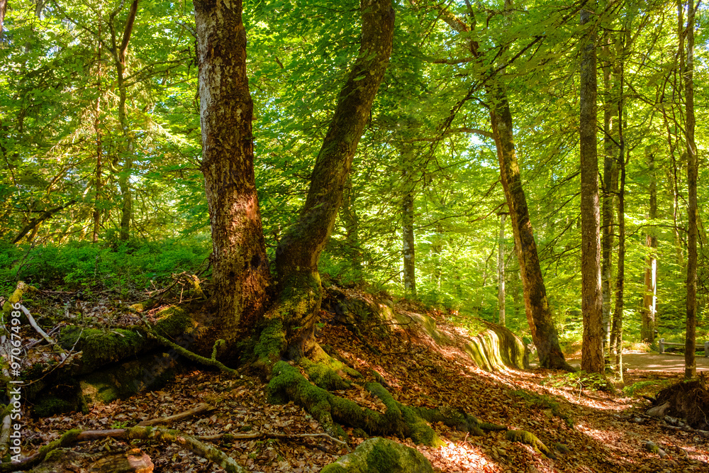Ein Baum mit Gabelung im sommerlichen Wald Ein Baum mit Gabelung im sommerlichen Wald