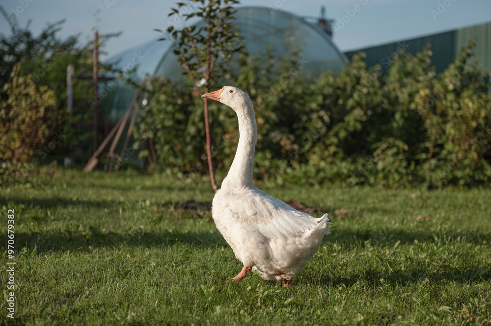 Obraz premium funny bird white goose walks in the summer on a green lawn in nature on a farm. High quality photo