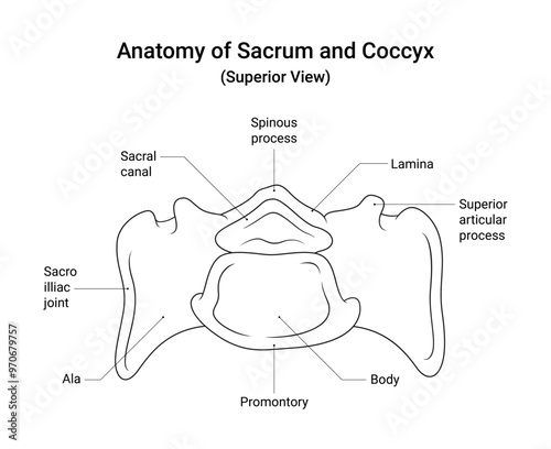 Schematic Diagram of Sacrum and Coccyx Superior View in Line Style
