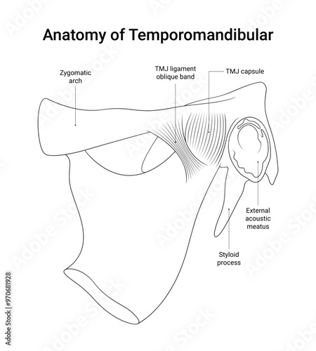 Schematic Diagram of Temporomandibular Bone Structure in Line Style