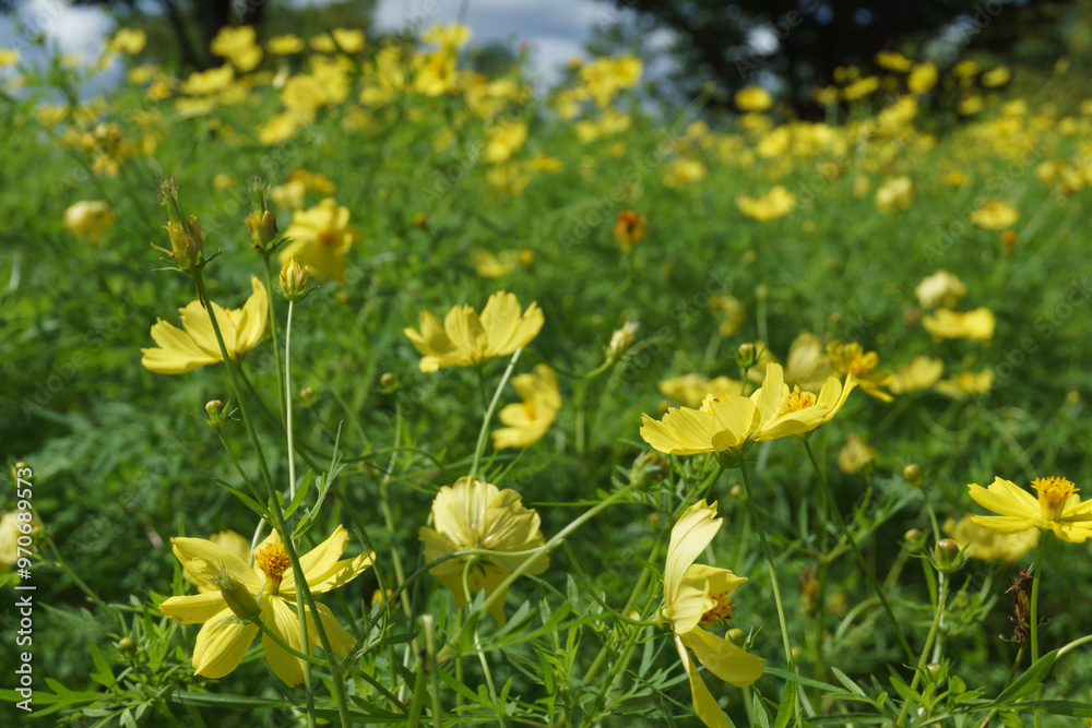 Obraz premium みちのく公園のコスモス Cosmos in Michinoku park