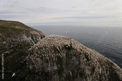 Cliffs at the Gannet Colony at Cape St. Mary's Ecological Reserve, Avalon, Newfoundland photo