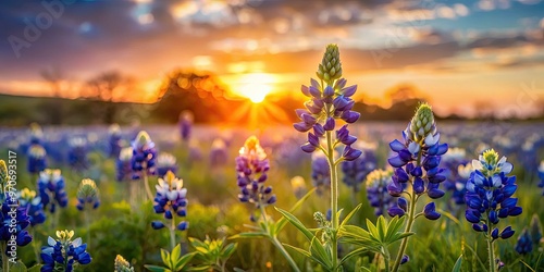 Peaceful bluebonnet field with gentle grass sway at sunset in soft warm light with subtle flower details and blurred background with bokeh effect. photo