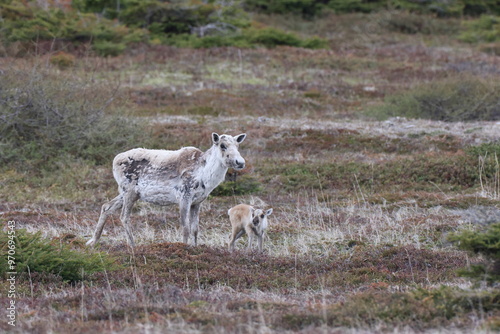 Canadian woodland caribou herd with young Newfoundland Canada