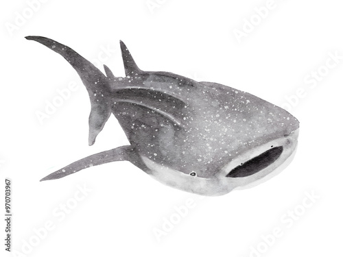 watercolor handdrawn of whale shark posture isolated on background photo