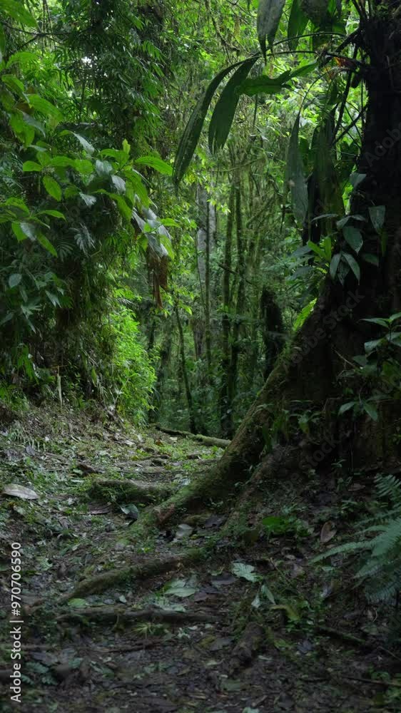 Árbol cubierto de musgo en primer plano y bejucos al lado de un sendero en la selva tropical con mucha vegetación y helechos Árbol cubierto de musgo en primer plano y bejucos al lado de un sendero en la selva tropical con mucha vegetación y helechos