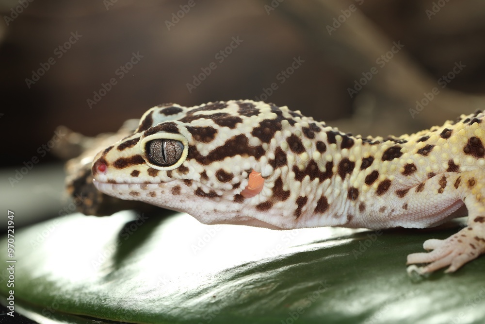 Fototapeta premium One beautiful gecko on green leaf, closeup