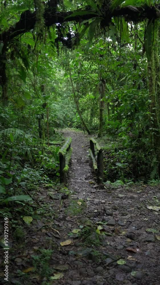 Pequeño puente cubierto de musgo en medio del bosque tropical en un dia nublado  