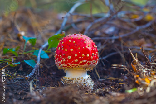 beautiful closeup red flyagaric mushroom in a forest photo