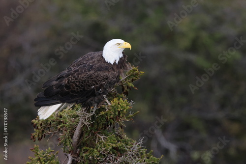 Bald Eagle Newfoundland Canada