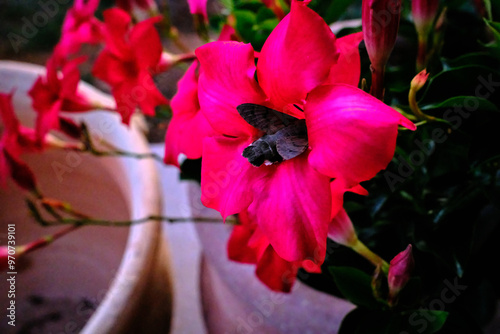 Obraz na plátně Night butterfly drinks pollen from a beautiful bougainvillaea